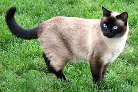 Siamese cat