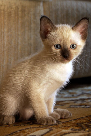 Siamese kitten