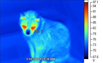 Infrared cat