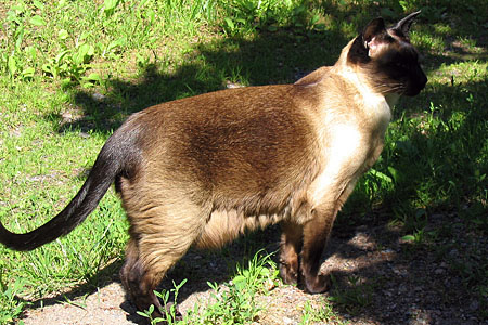 Siamese cat in Finland