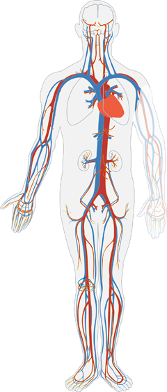 Human circulatory system
