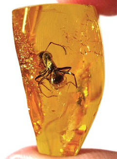 Baltic amber