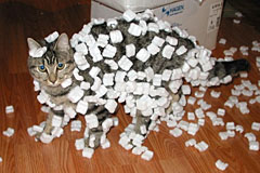 Cat with styrofoam