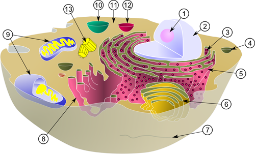 Cell components