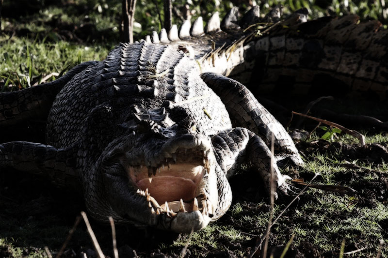 Beware teeth
