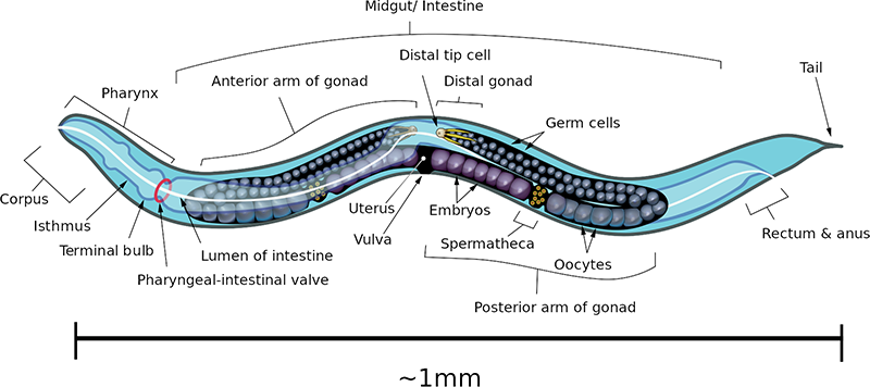 Nematode diagram