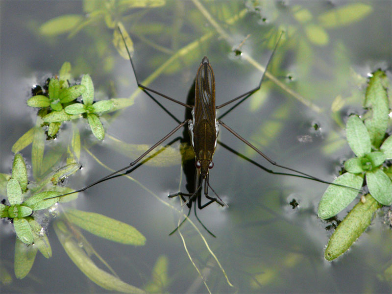 Water strider