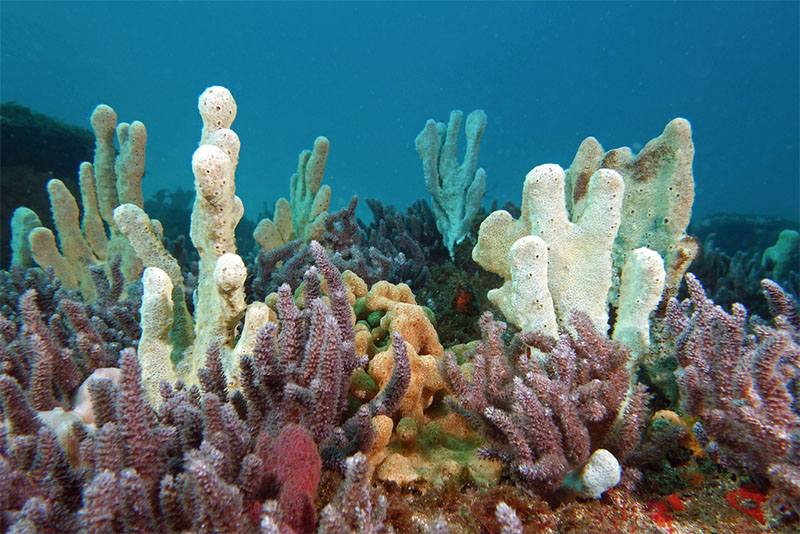 Sponge garden