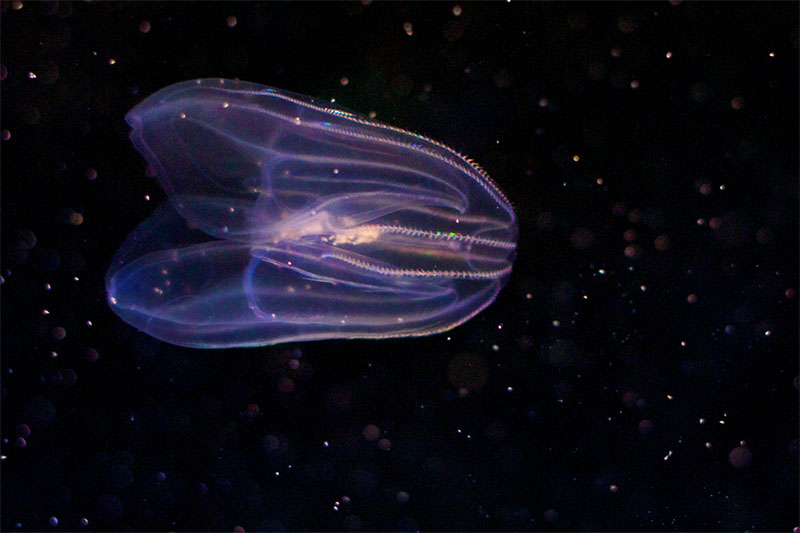 Comb jelly