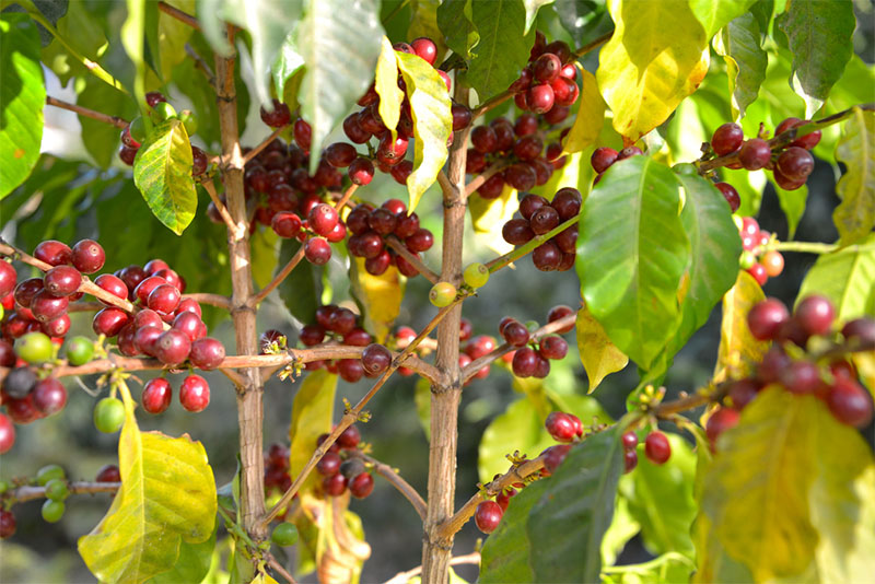 Coffee berries