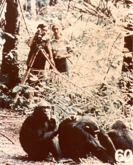 Jane Goodall and chimps