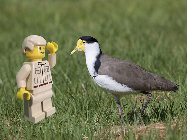 Steve with lapwing