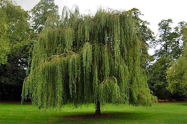 weeping willow 1