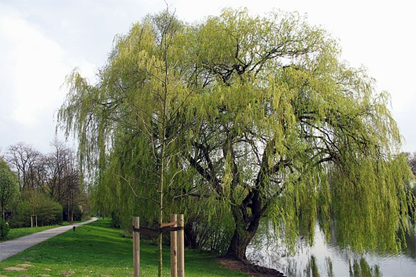 weeping willow 1