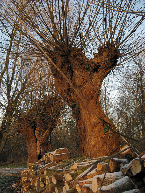 weeping willow 1