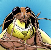 [The Bug]